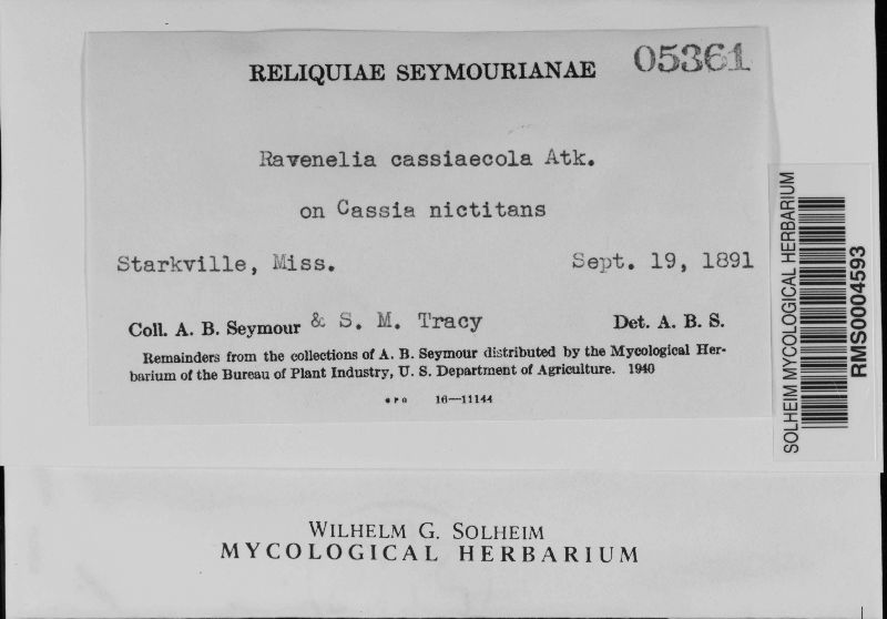 Raveneliaceae image