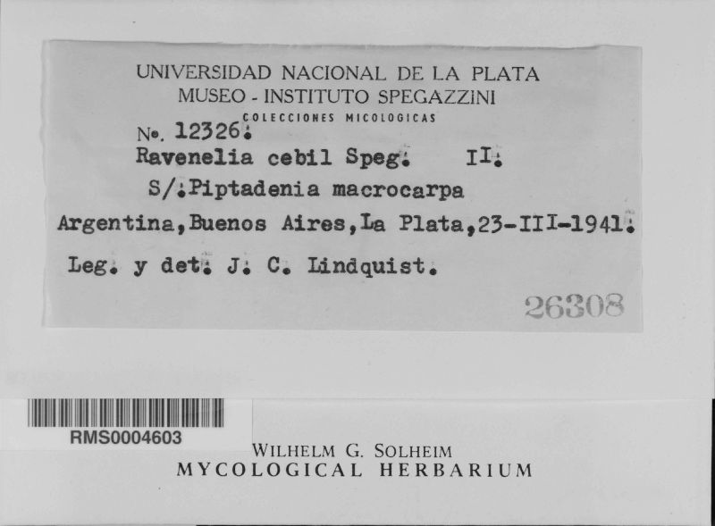 Ravenelia cebil image