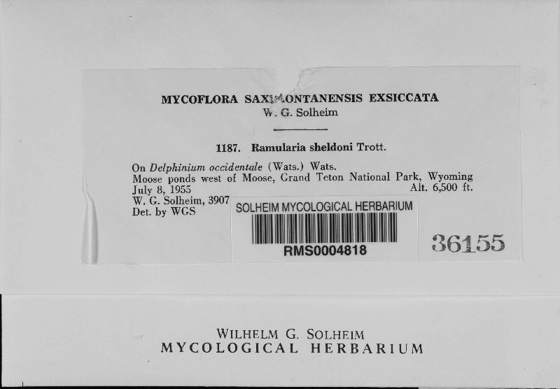 Ramularia sheldoni image