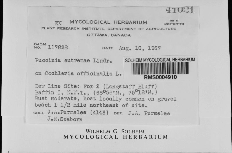 Puccinia eutremae image