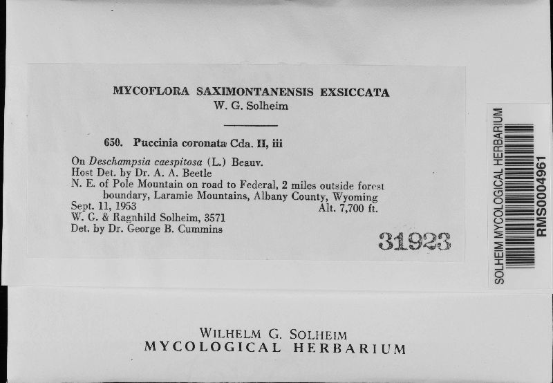 Puccinia coronata var. gibberosa image