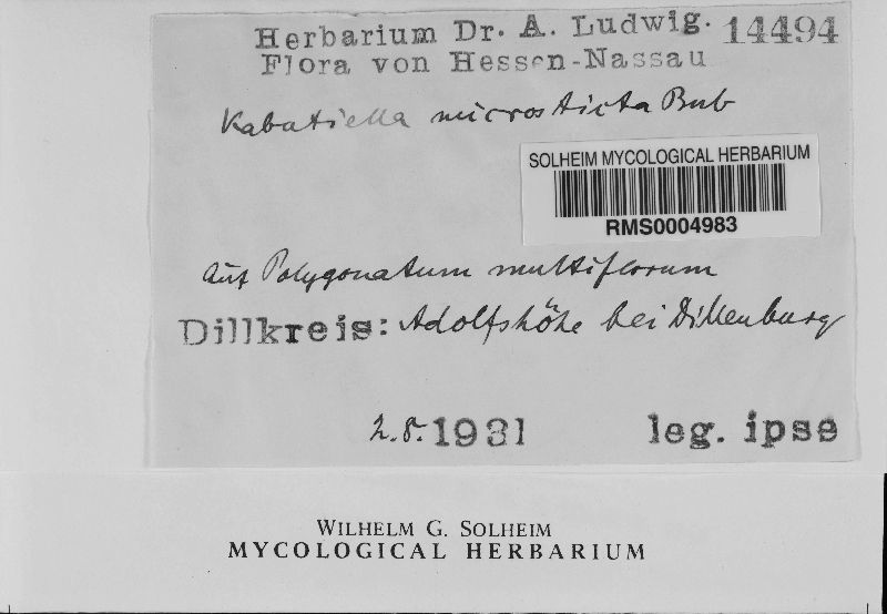 Aureobasidium apocryptum image