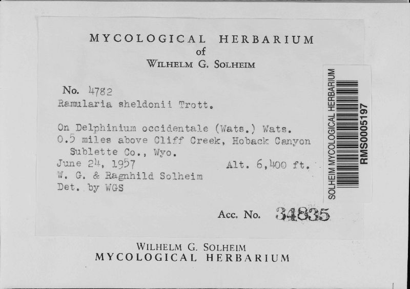 Ramularia sheldonii image