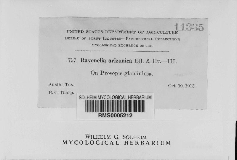 Ravenelia arizonica image