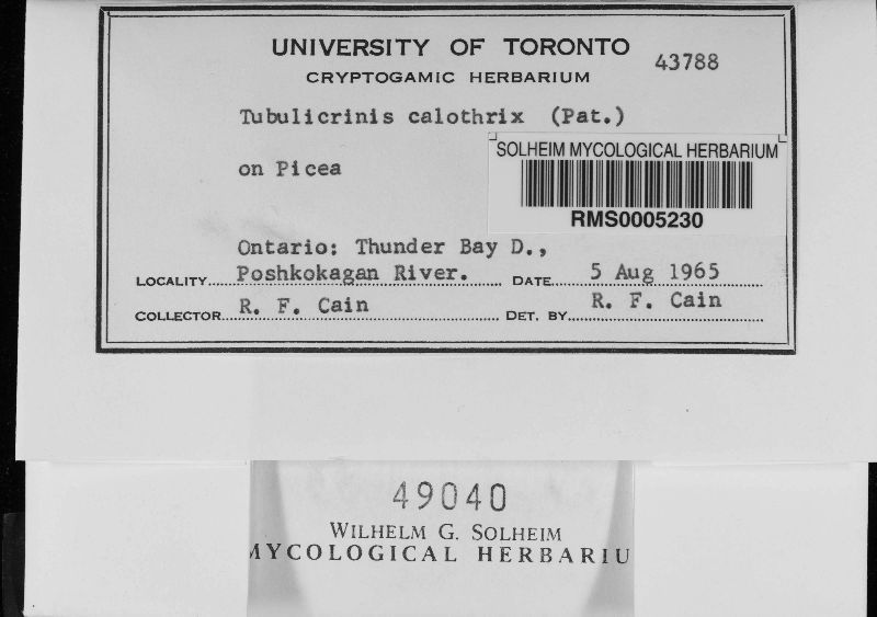 Tubulicrinis calothrix image