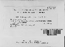 Melampsora lini image
