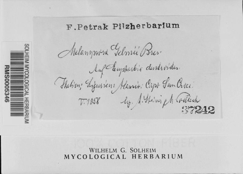 Melampsora gelmii image