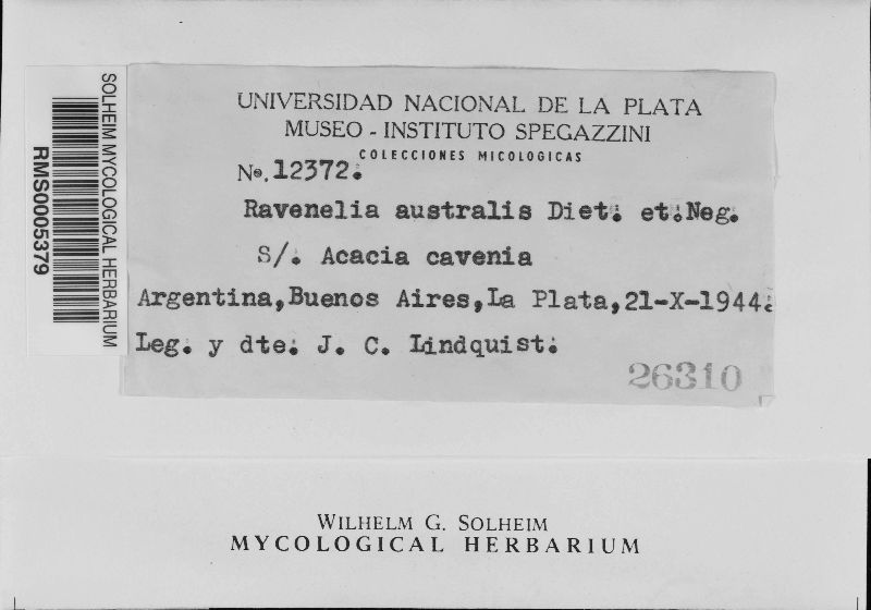 Ravenelia australis image
