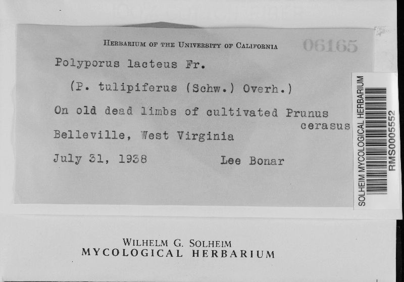 Tyromyces lacteus image