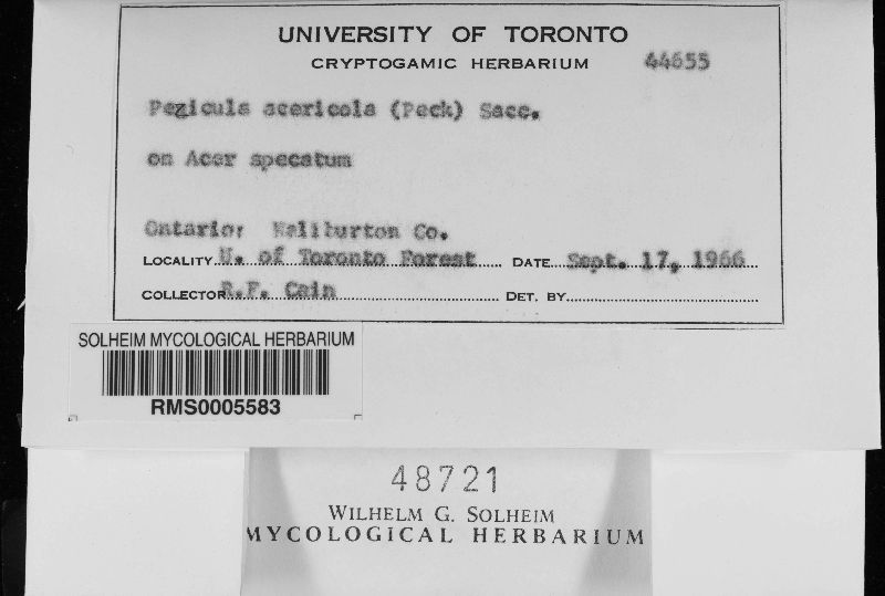 Pezicula acericola image