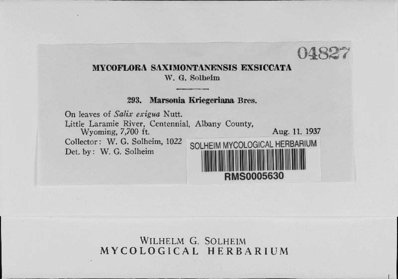 Marssonia kriegeriana image