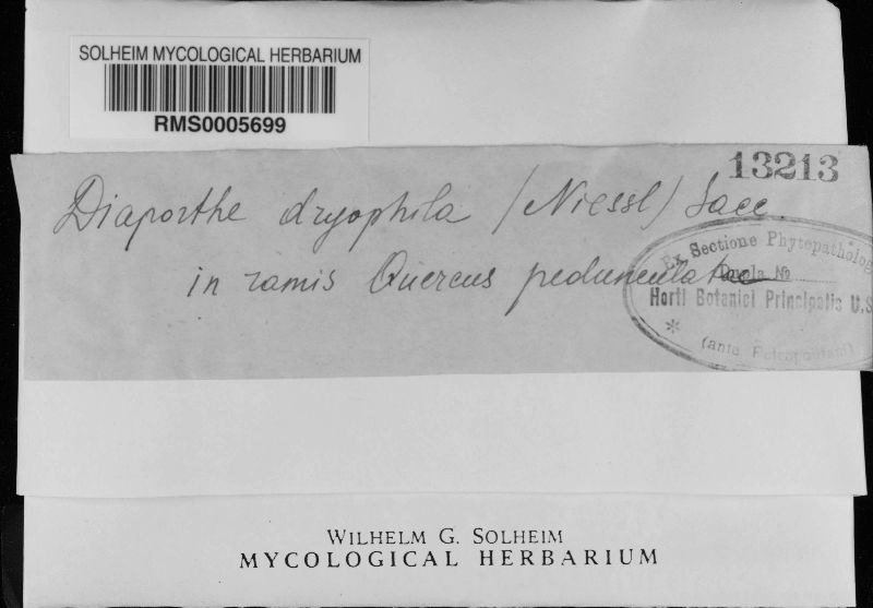 Diaporthaceae image