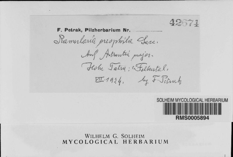 Ramularia oreophila image