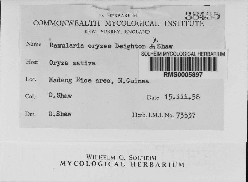 Mycovellosiella image