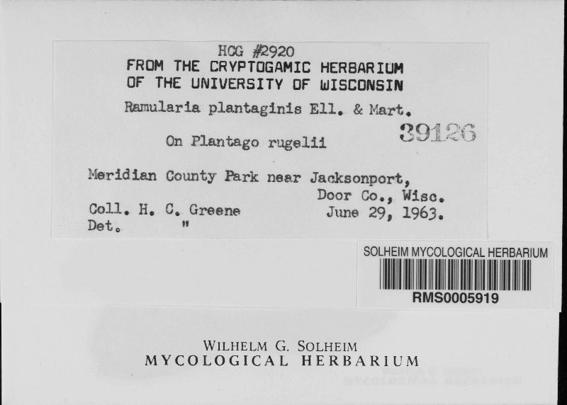 Ramularia rhabdospora image