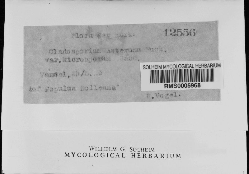 Cladosporium asteroma var. microsporum image