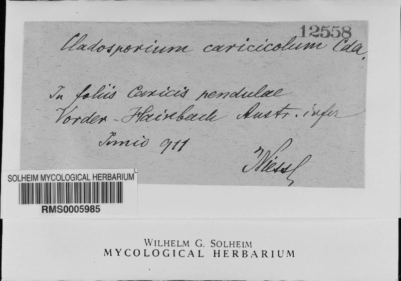 Cladosporium caricicola image