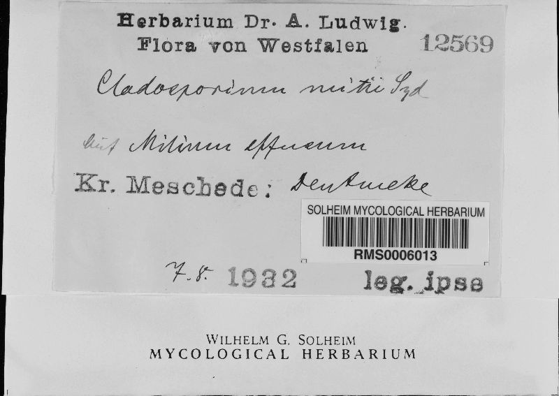 Cladosporium mitii image