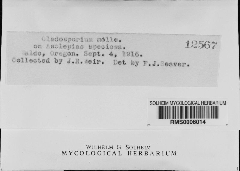 Cladosporium molle image