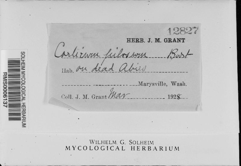 Corticium pilosum image
