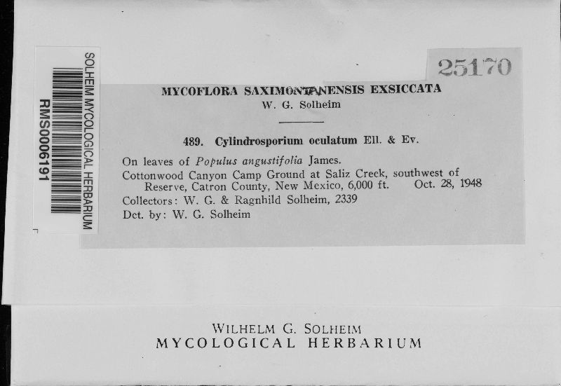 Davidiella populorum image