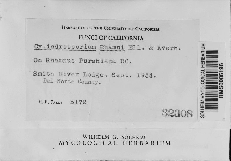 Cylindrosporium rhamni image