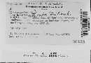 Cryptochaete rufa image