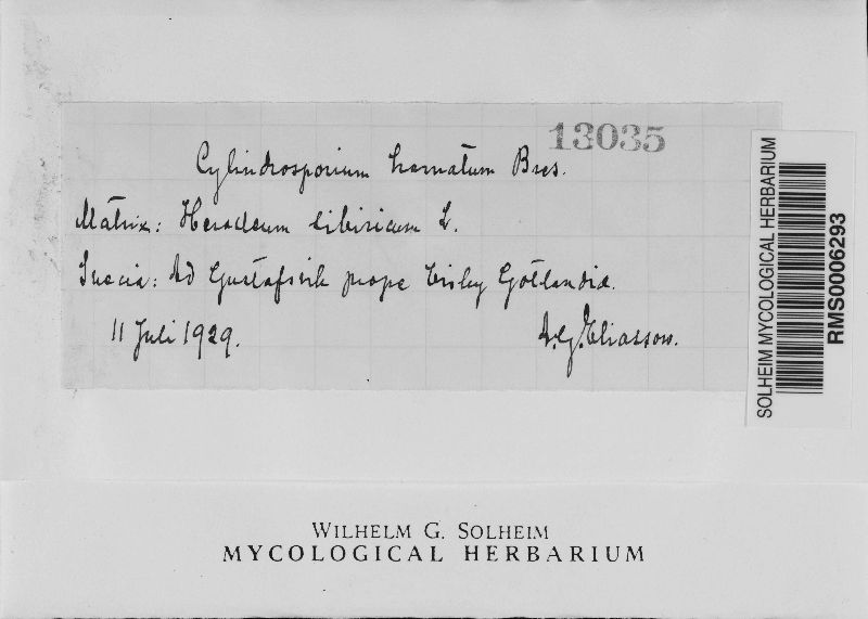 Cylindrosporium hamatum image