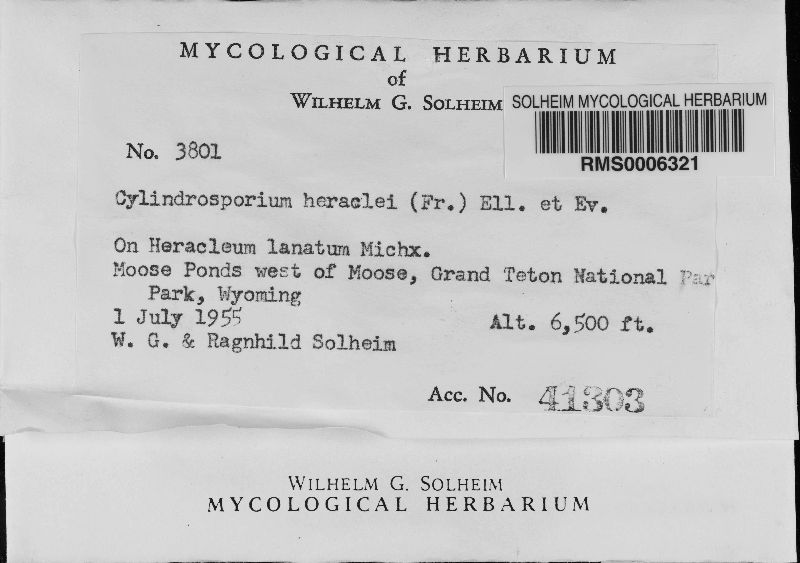Ramularia heraclei image
