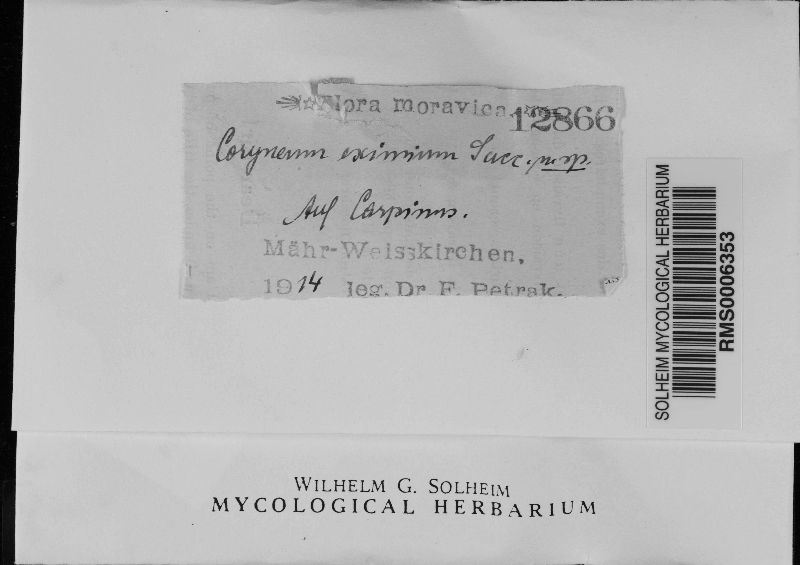 Coryneum eximium image