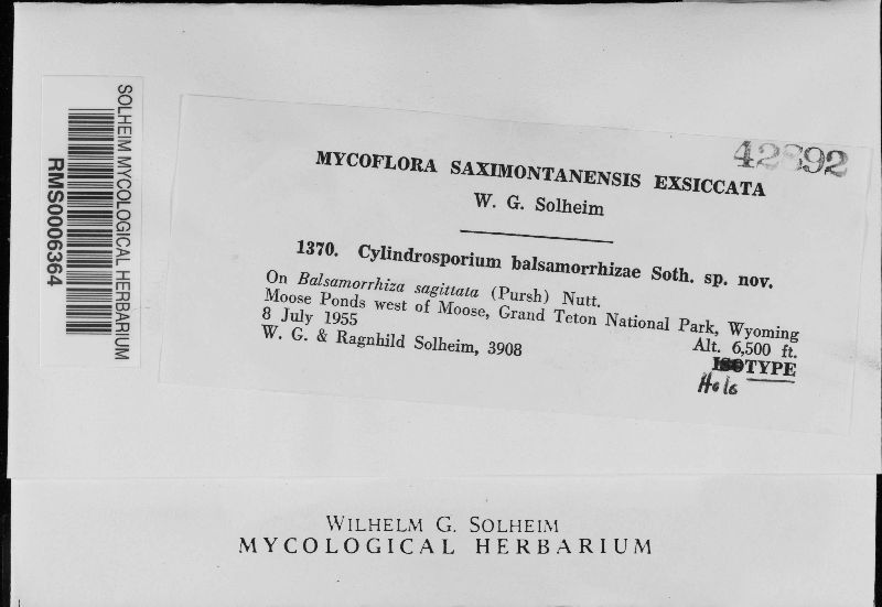 Cylindrosporium balsamorrhizae image