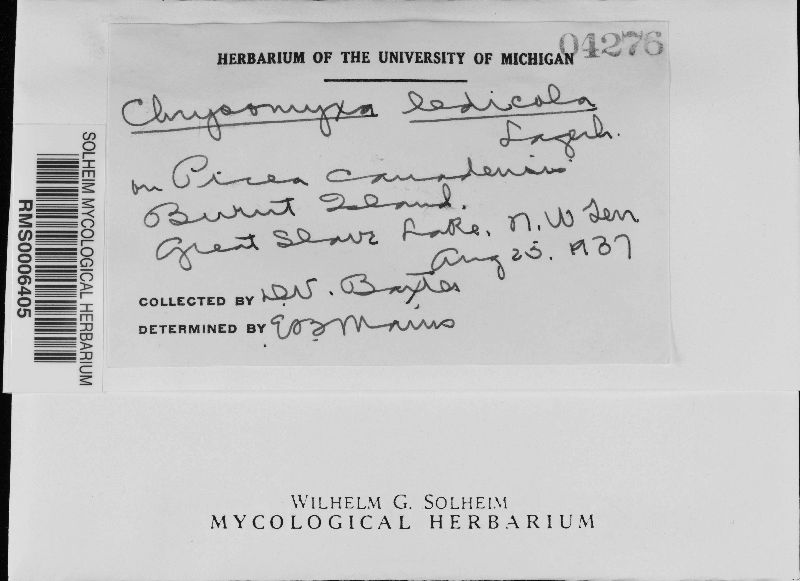 Chrysomyxa ledicola image