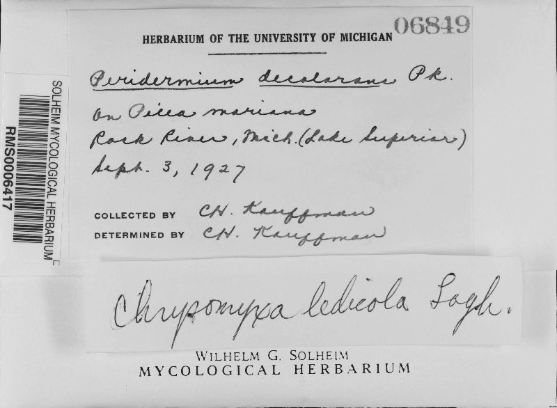 Chrysomyxa ledicola image