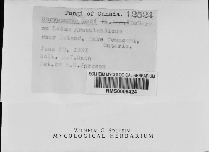 Chrysomyxa ledi image