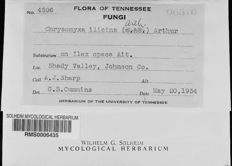 Chrysomyxa ilicina image