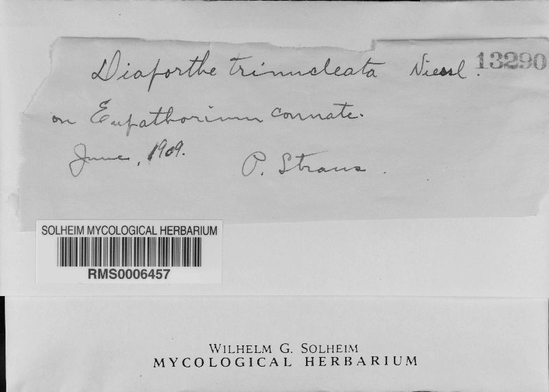 Diaporthe trinucleata image