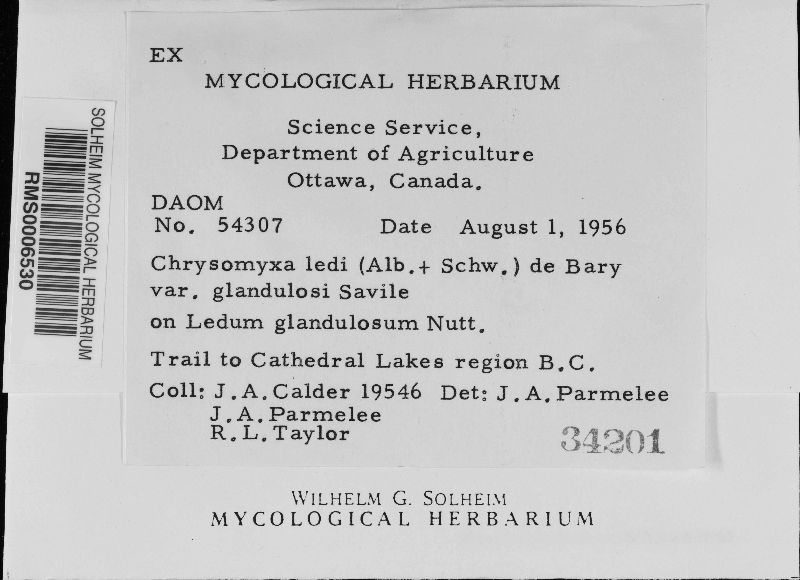 Chrysomyxa ledi var. glandulosa image