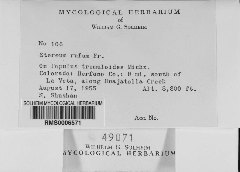 Eichleriella deglubens image