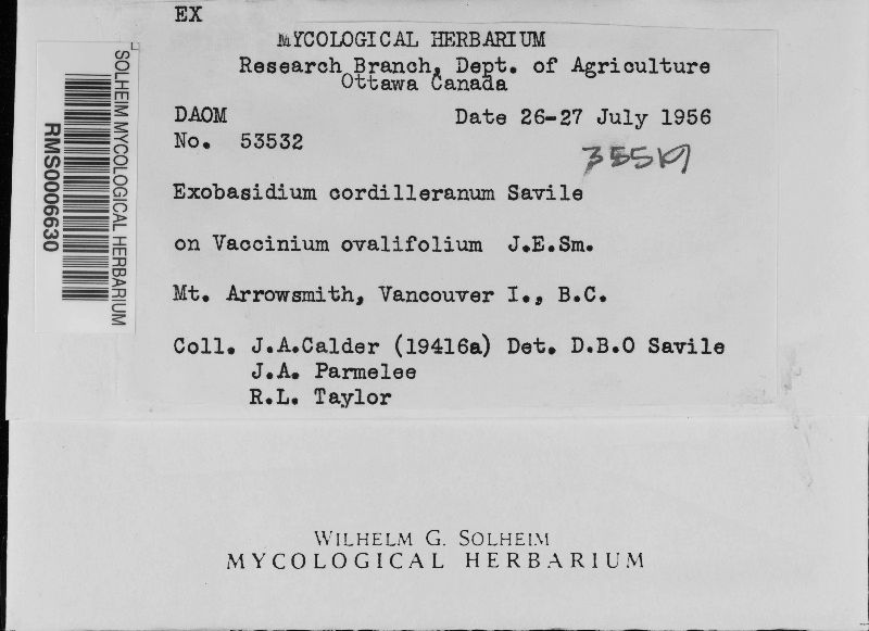 Exobasidium cordilleranum image
