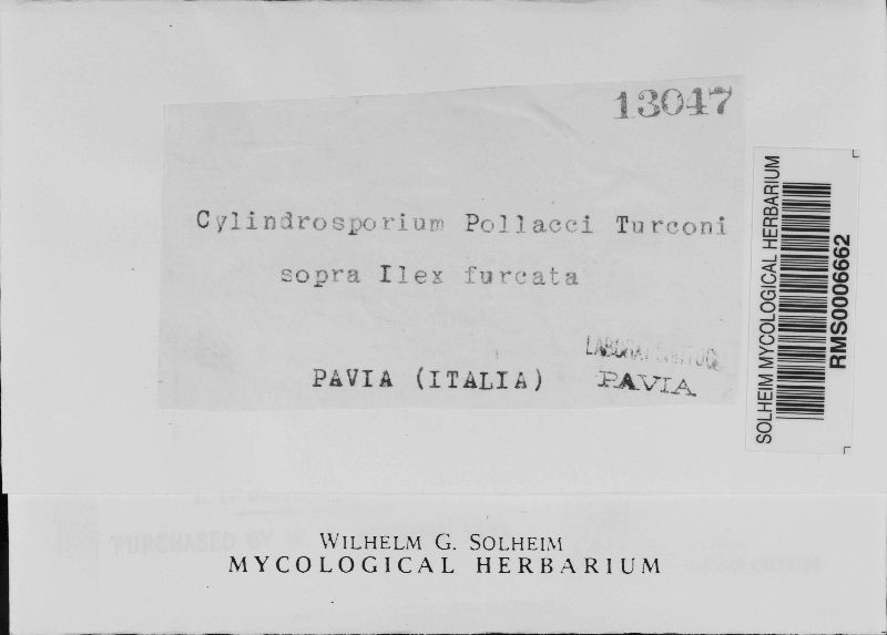 Cylindrosporium pollaccii image