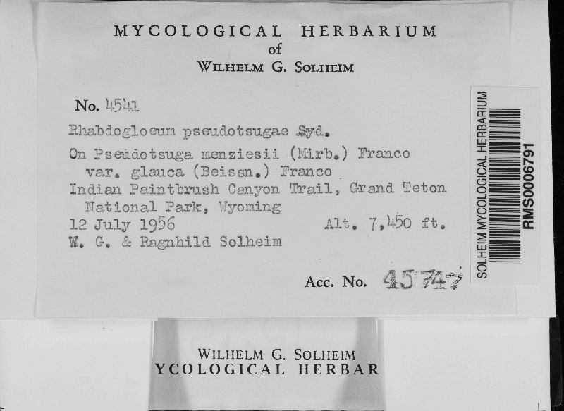Rhabdogloeum pseudotsugae image