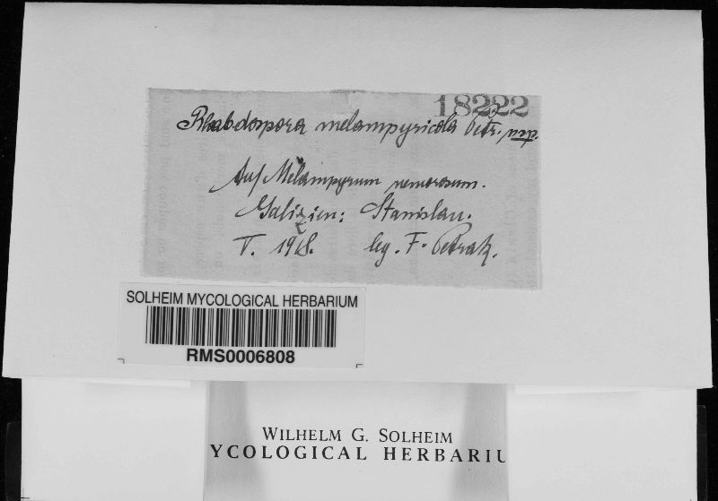 Rhabdospora melampyricola image