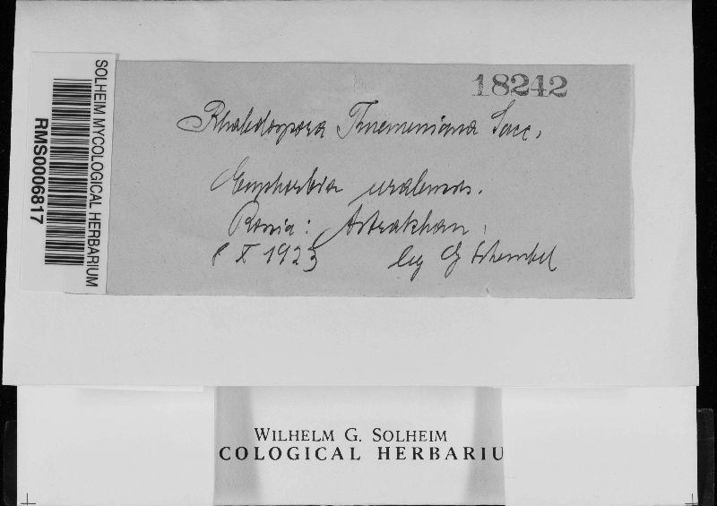 Rhabdospora thuemeniana image