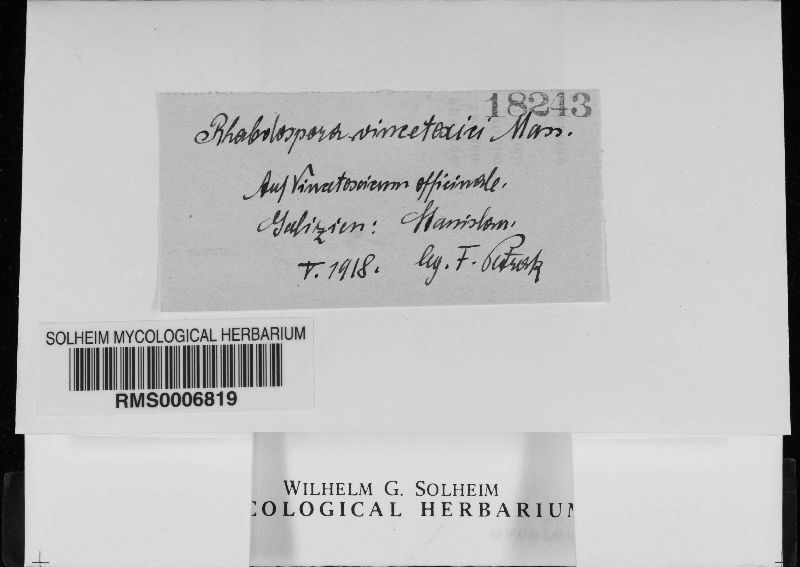 Rhabdospora vincetoxici image