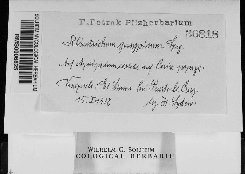 Rhinotrichum gossypinum image