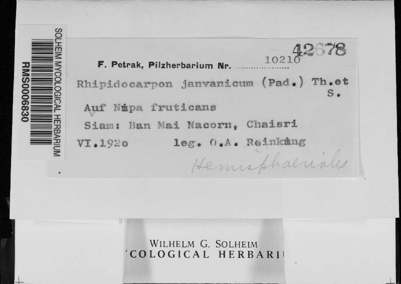 Rhipidocarpon image
