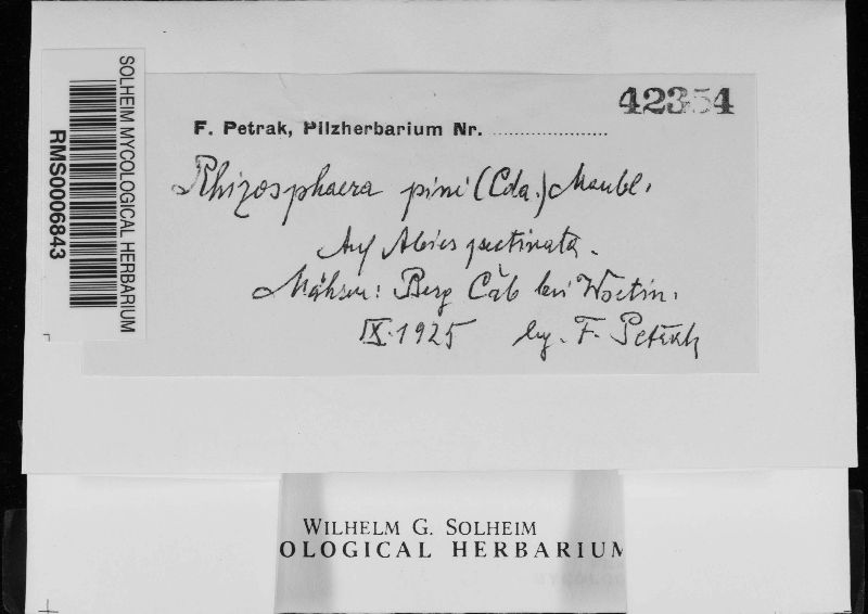 Rhizosphaera pini image