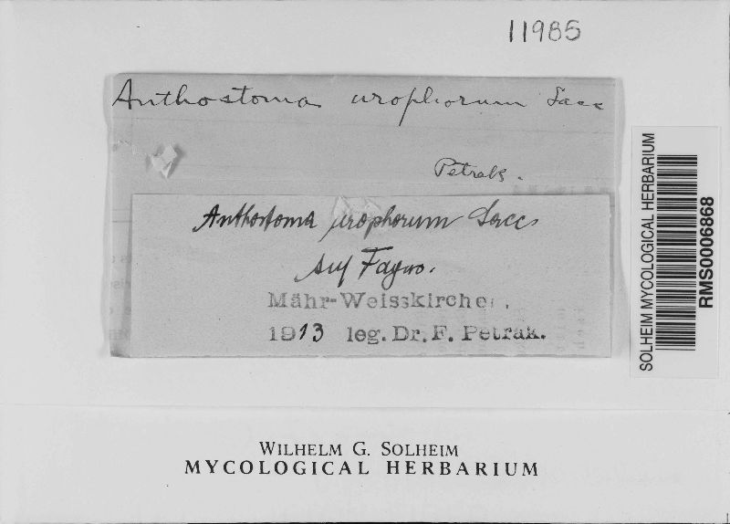 Anthostoma urophorum image