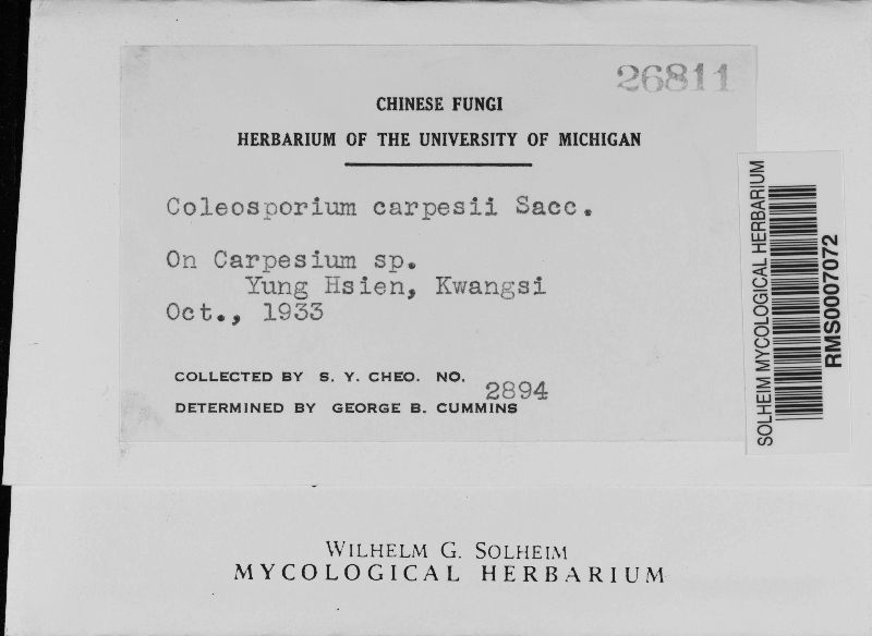 Coleosporium carpesii image
