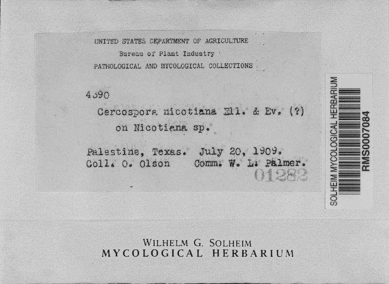 Cercospora nicotianae image